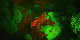 Illustration for article titled These new species of biofluorescent fish are beautifully strange